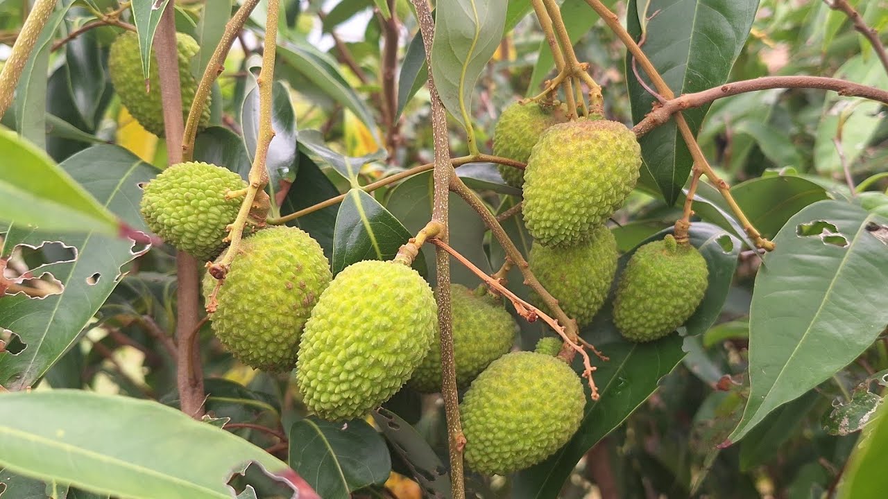 อัพเดทลิ้นจี่ นพ.1 ป้าดๆ😲ลิ้นจี่ ลูกกำลังโตสวยมากๆ #เกษตรผสมผสาน