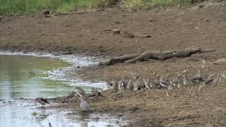 Kruger National Park, South Africa