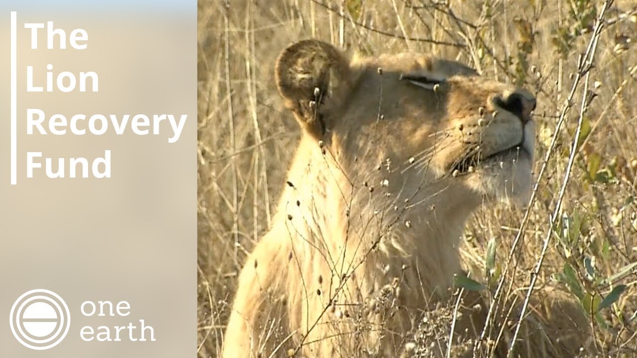 The Lion Recovery Fund | One Earth
