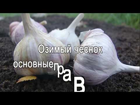 Важные правила посадки сидератов