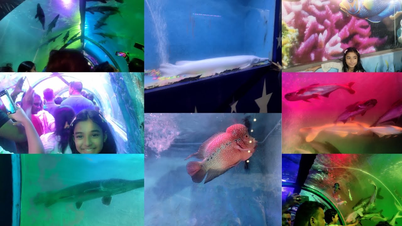 Sea 🌊world carnival 🐟🐠🦐🐋🦭🐳🦈🐊