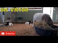 8K VR180 3D Petting Zoo & baby animals Paradise Country Gold Coast (Travel videos, ASMR/Music 4K/8K)