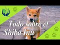 Shiba Inu: ¿Peligroso, Cuidados, Problemas?