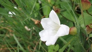 Hedge Bindweed Identification