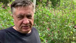 видео: Внимание! Сбежал агрессивный бальзамин! картинка: Внимание! Сбежал агрессивный бальзамин!