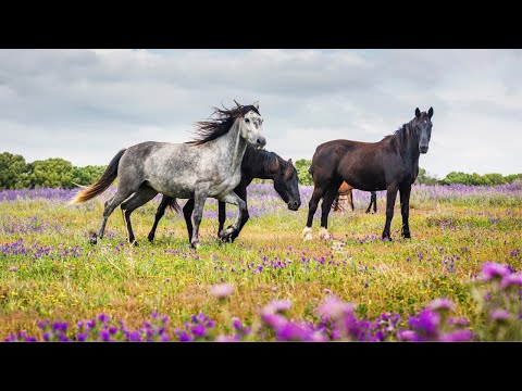 Beautiful Wild Horses | Peaceful Nature Video