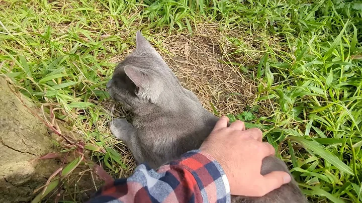 Video 6761781: chocolate burmese, russian blue, cats catio, cat rescue