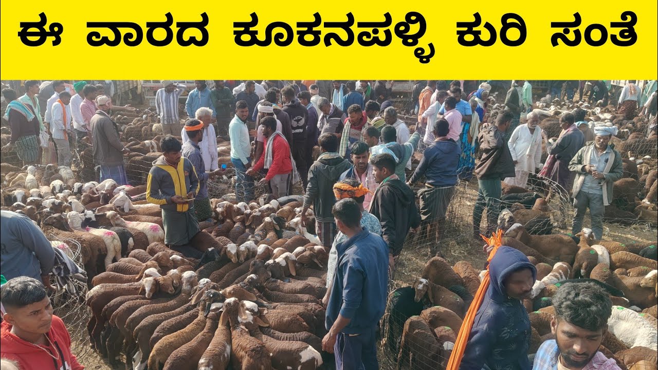 ಕೂಕನಪಳ್ಳಿ ಕುರಿ ಸಂತೆ | Kukanapalli sheep market | 