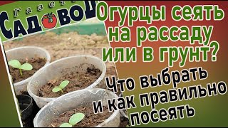видео: Огурцы сеять на рассаду или в грунт? Что выбрать и как правильно посеять картинка: Огурцы сеять на рассаду или в грунт? Что выбрать и как правильно посеять