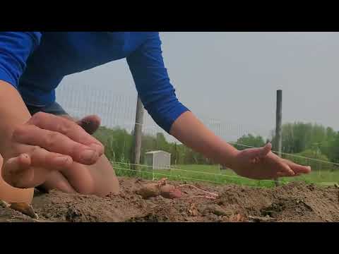 Learn how to Plant Potatoes with Laura @foodprood