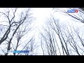 ГТРК СЛАВИЯ Деревья в Кремлевском парке 03 05 21