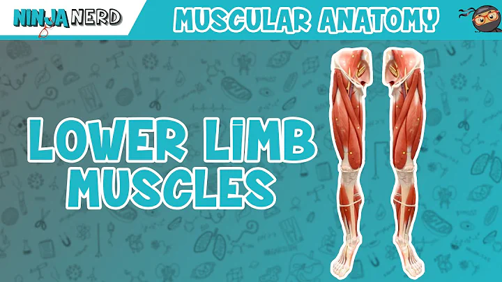 Muscles of the Lower Limb | Anatomy Model