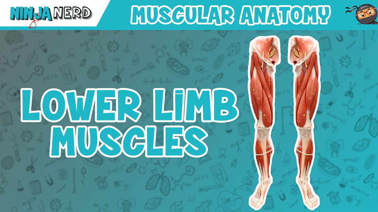 Muscles of the Lower Limb