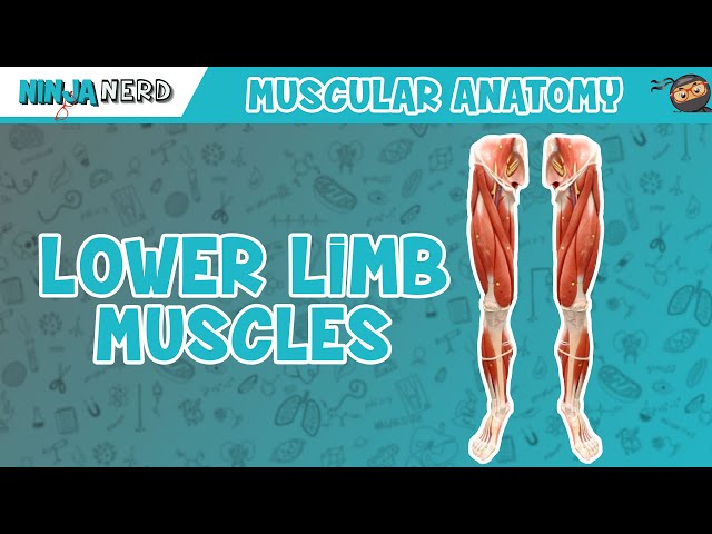 Lab 8 Leg Muscles Inside view Diagram