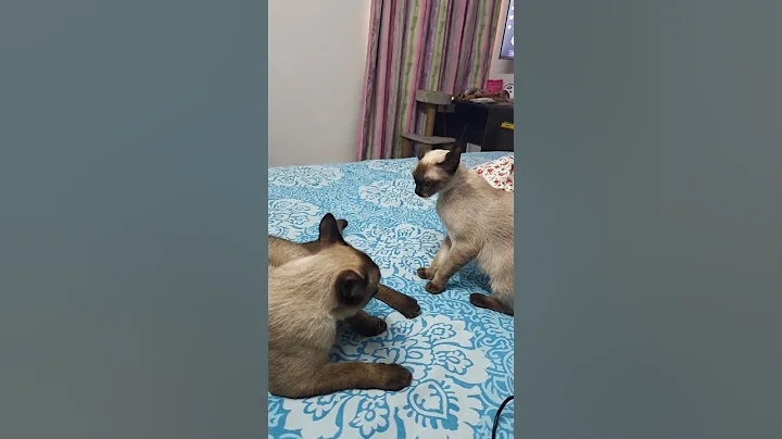 Video 11877731: siamese cat fight, siamese cat cute kitten