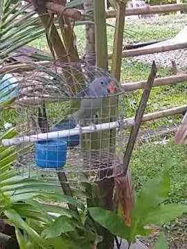 Bunyi nuri tanau /puling / bb yang paling dicari di Brunei.