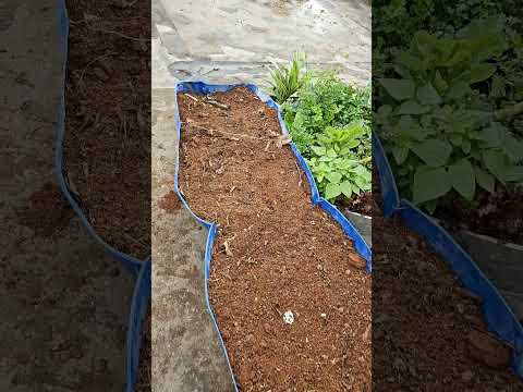 Preparando A Terra Com Folhagem Esterco Bovino Pra Plantar Alface Se Escreva Ajuda Nos Aí 