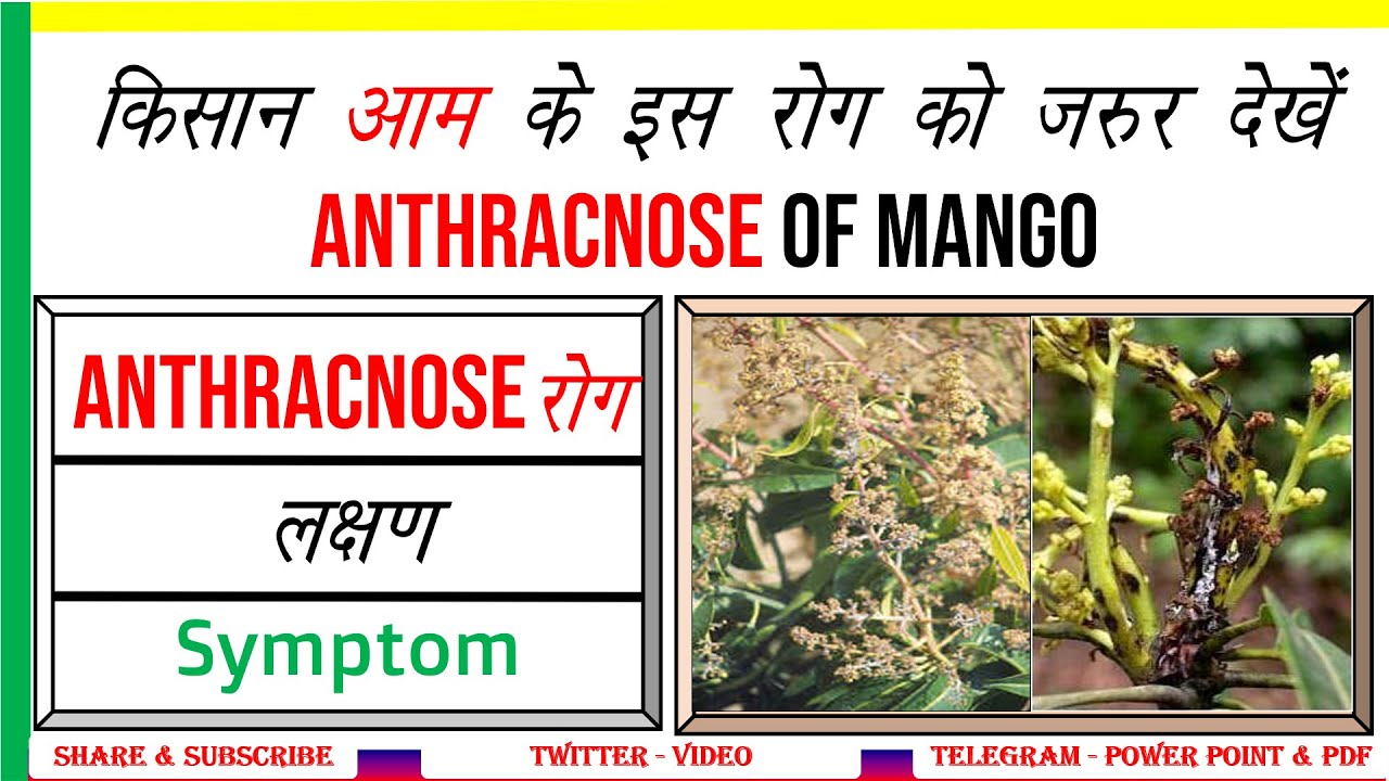 Mango Anthracnose Disease #FC
