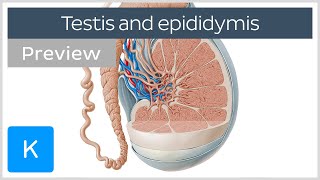 Testis and epididymis: structure and functions (preview) - Human Anatomy | Kenhub