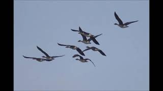 2021Migratory Birds Brushed Records in Qieding Wetland  Anser fabalis