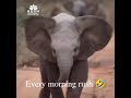 Every morning rush! Can you relate to this? 🤣 #meme #funny #animalshorts #relatable