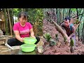 18yearold single mother harvests bamboo shoots  makes oldstyle rolled bamboo shoots  ly tieu an