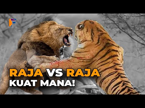 SINGA VS HARIMAU..! PEMENANG DAN PALING KUAT DALAM LAWAN PERTARUNGAN