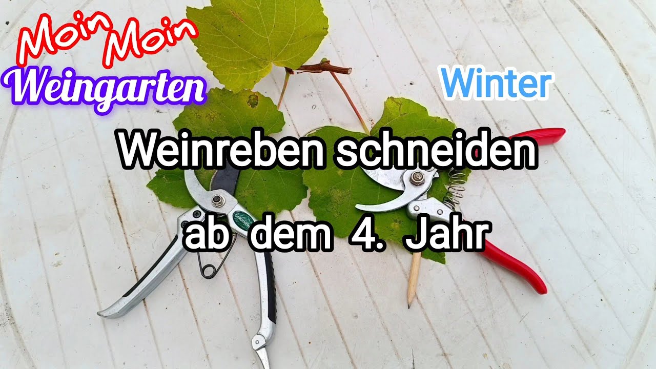 Weinrebe zurück schneiden ab 4 Jahr Rückschnitt Weinrebe im Winter