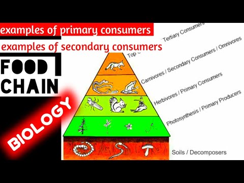 Primary And Secondary Consumer In Food Chain-Definition,Difference & Examples(Biology) #kuberclasses