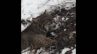BOBCAT GROWL