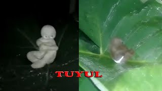 Viral, The discovery of a figure like Tuyul made Cirebon residents excited