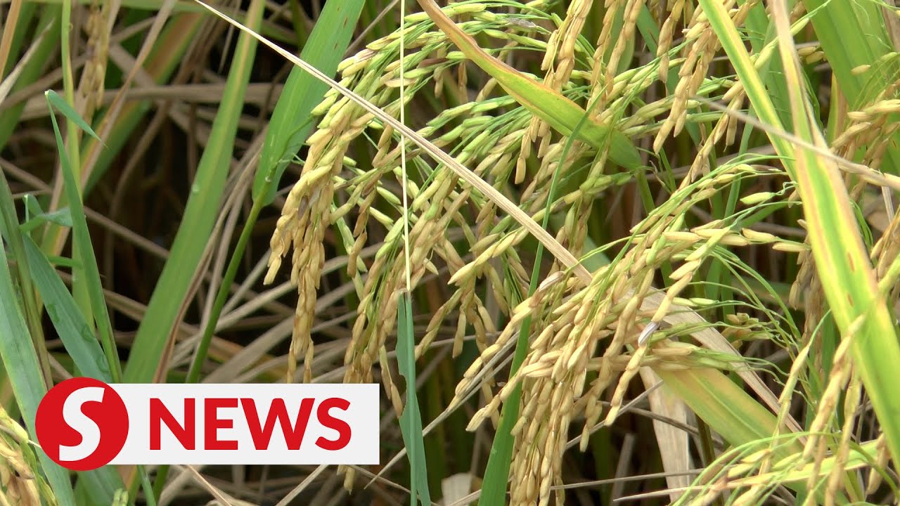 Dewan Rice Rice import contract cannot be cancelled unilaterally, Dewan Rakyat ...