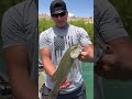Lake Mead Fishing Challenge!