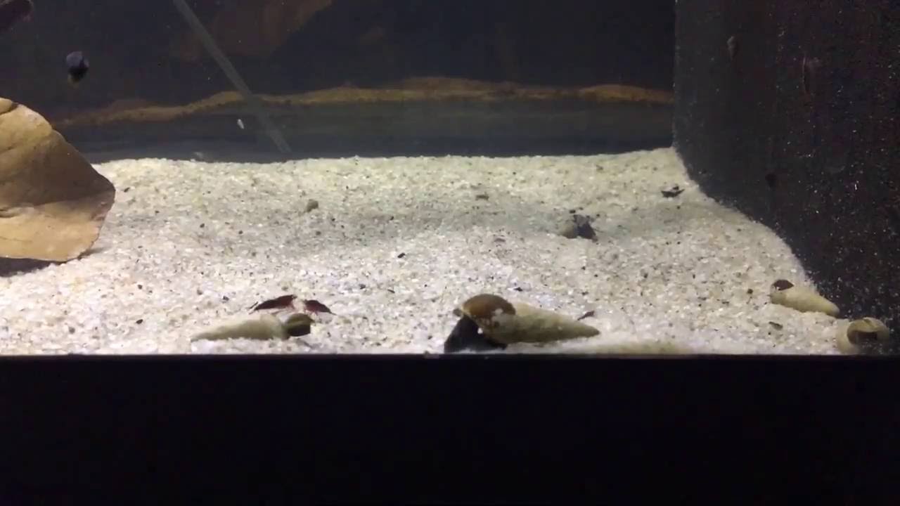 Breeding Shrimp - Three (3) Reasons Snails are Essential - YouTube