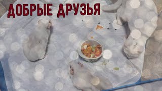 Морские свинки кот и манеж