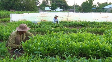 Phóng sự: Đất rừng Cà Mau (Phần 2) - Rừng "thay áo" mới