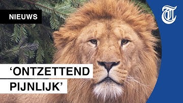 Noodgedwongen afscheid van leeuwen in Artis