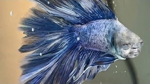 Statistics Modeling and Finance, Chapter 3 Measures of Dispersion, Page 5, Sampling Technique