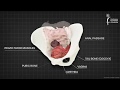 Female pelvic floor muscle  3d animation