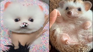 Cute Baby Animals Doing Funny Things | Cute Moment of The Animals Videos Compilation by Animal Series 15 views 2 years ago 8 minutes, 45 seconds