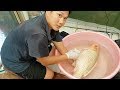 Saving and treating an injured koi fish that jumped out of a pond!