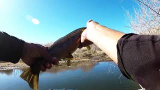 Browns in a Low Flow East Walker River (NV)