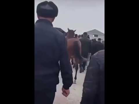 Хозяин лошади погиб