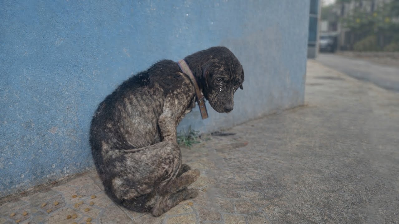 Abandoned Dog Still Waits for His Owner, Breaks Down When a Stranger ...