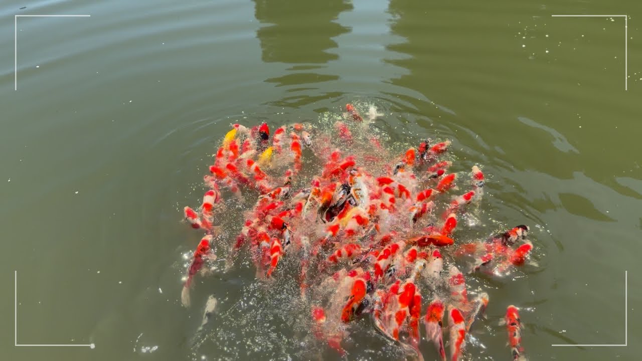 DANGER] The Dark Shadow and My Koi are in Trouble #koifish #koi