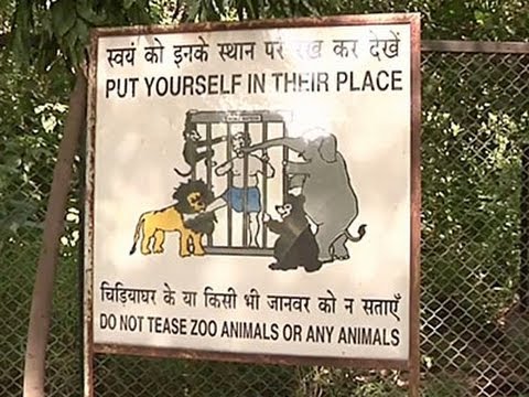 Raw: Tiger Kills Man at India Zoo