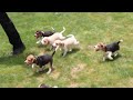 Beagle Puppies for Sale