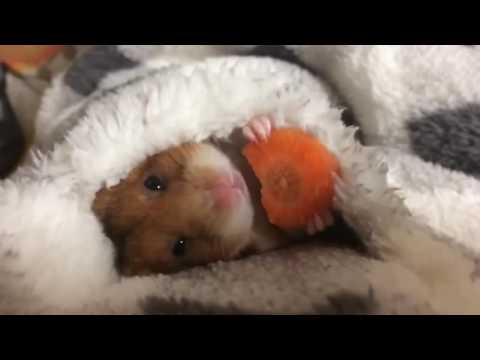 hamster-eat-very-cute-|-funny-hamster-|-hamster-cute-pets-|-pets