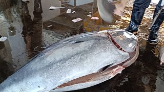 The Head of a Bluefin Tuna Snapped Off with a Single Cut