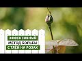 БОРЕМСЯ С ТЛЕЙ НА РОЗАХ | эффективный метод борьбы с тлей